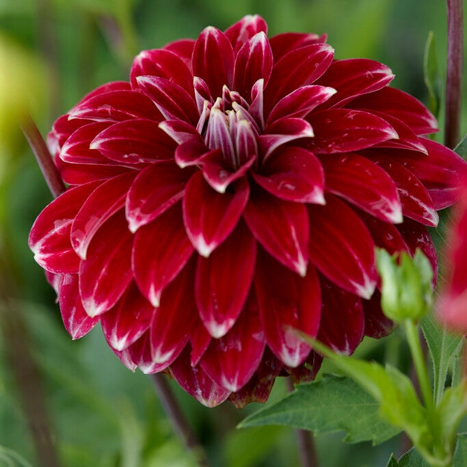 Dahlia Pompon Red Rock 1-pack